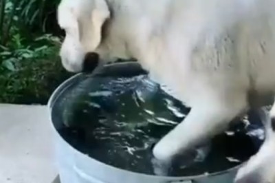 Double Trouble: Hilarious Bath Time with Two Dogs!