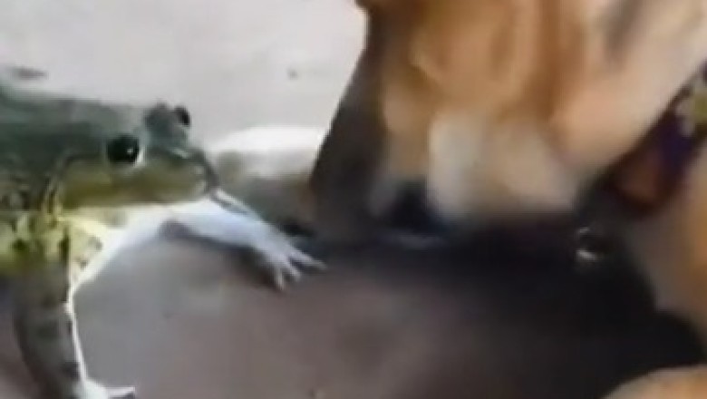 Dynamic Duo: Dog and His Frog Trainer Take the Internet by Storm!
