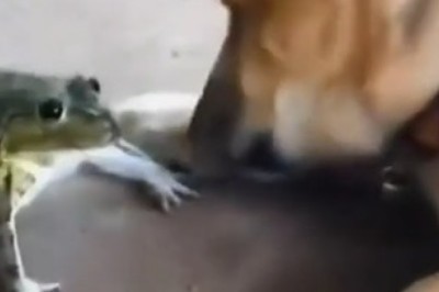 Dynamic Duo: Dog and His Frog Trainer Take the Internet by Storm!