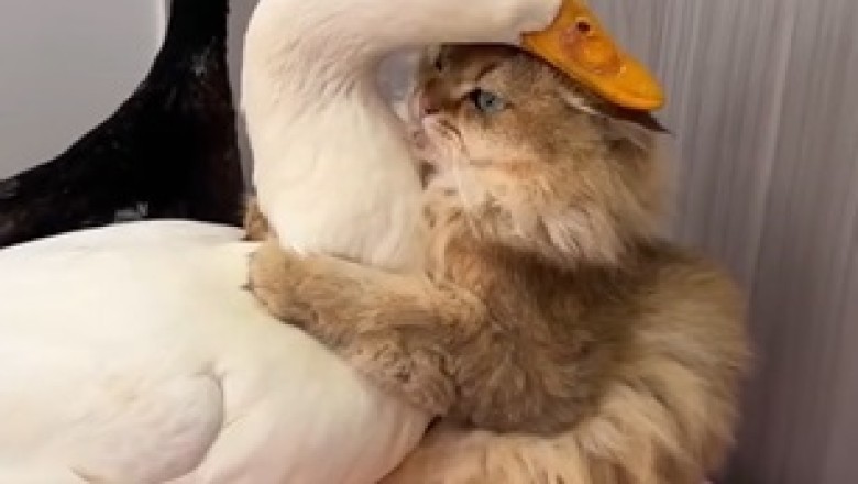 Feathered Frenemies: Goose, Duck, and Cat Hilarity!