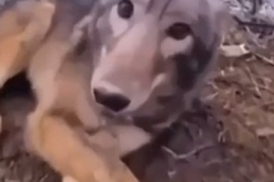 Forest Frolics: The Adventures of Rover