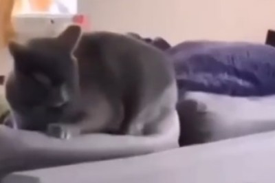 Hilarious Pet Antics: A Parade of Paws and Claws!