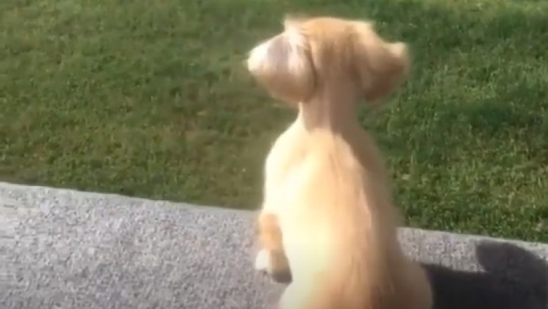 Loyal Pup's Patience: A Heartwarming Wait for Their Beloved Owner!