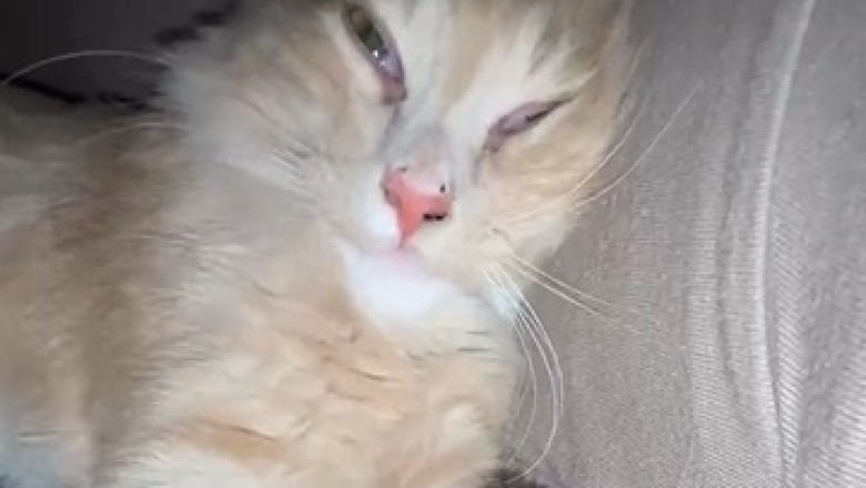 Purr-fect Athlete: The Gym Cat's Daily Routine