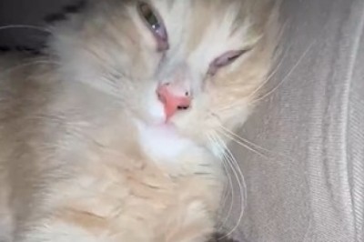 Purr-fect Athlete: The Gym Cat's Daily Routine