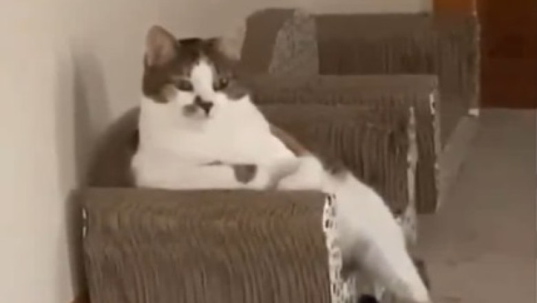 Sassy Cat: Sitting on the Sofa Like a Boss!