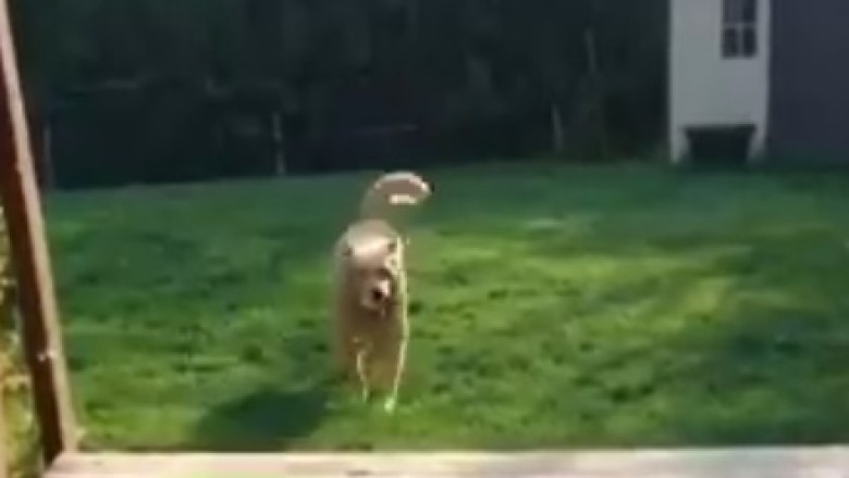 Tiny Dog's Big Joy: Watch His Delight at Playtime!