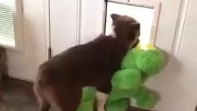 No Dino Left Behind: Hero Dog Saves Toy from Tiny Door!
