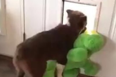 No Dino Left Behind: Hero Dog Saves Toy from Tiny Door!