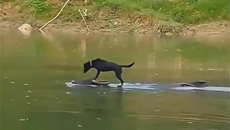 "Unleashed Adventure: Dog Takes the Wheel on JetSki Solo!