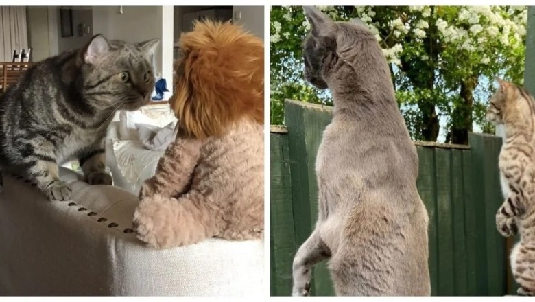 Get Ready to Laugh: 17 Hilarious Finalists from the 2024 International Pet Comedy Photography Awards!