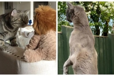 Get Ready to Laugh: 17 Hilarious Finalists from the 2024 International Pet Comedy Photography Awards!