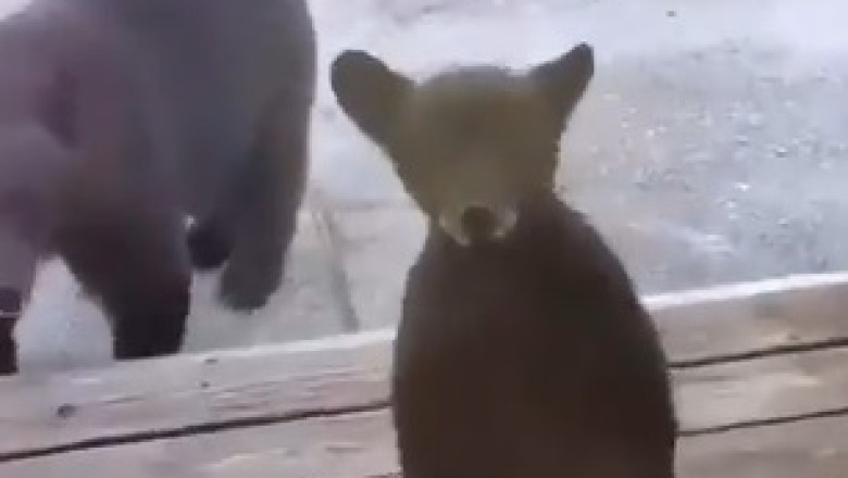 Bear-y New Digs: Papa Bear and Cub's House Hunt Adventure!