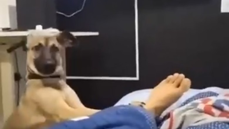 Paws for Alarm: When You Forget to Set the Clock and Your Dog Takes Charge!
