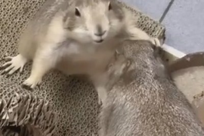 Adorable Marmot Apologizes to Its Friend!  Cutest Sincere Moment Ever!