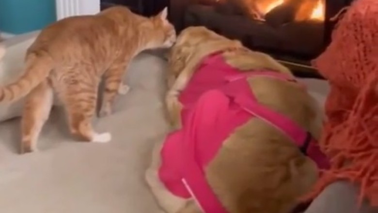 Cat Warns Dog About the Fire!  You Won't Believe the Conversation!