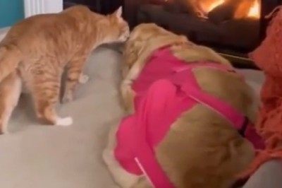 Cat Warns Dog About the Fire!  You Won't Believe the Conversation!