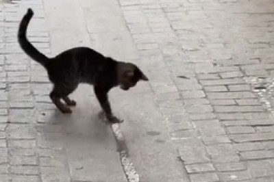 Clever Cat Changes Water Course! 🐾💧 You Won't Believe This!