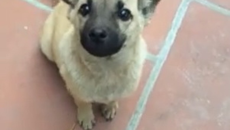 Cuteness Overload! Meet the Most Adorable Little Dog Ever!