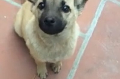 Cuteness Overload! Meet the Most Adorable Little Dog Ever!