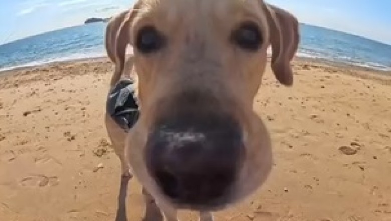Dog Walks Right Into the Frame! š¶šø You Have to See This!