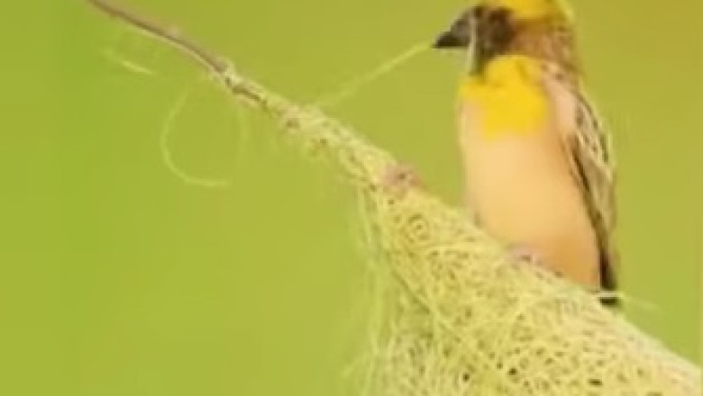 Feathered Architect: Bird's Ingenious Nest-Building Skills!
