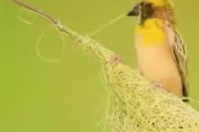 Feathered Architect: Bird's Ingenious Nest-Building Skills!