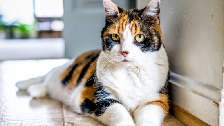 From Shadows to Sunshine: The Heartwarming Rescue of Hidey the Kitten!