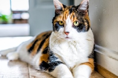 From Shadows to Sunshine: The Heartwarming Rescue of Hidey the Kitten!