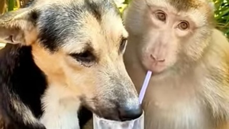 Hilarious Duo: Dog and Monkey's Wild Night Out!