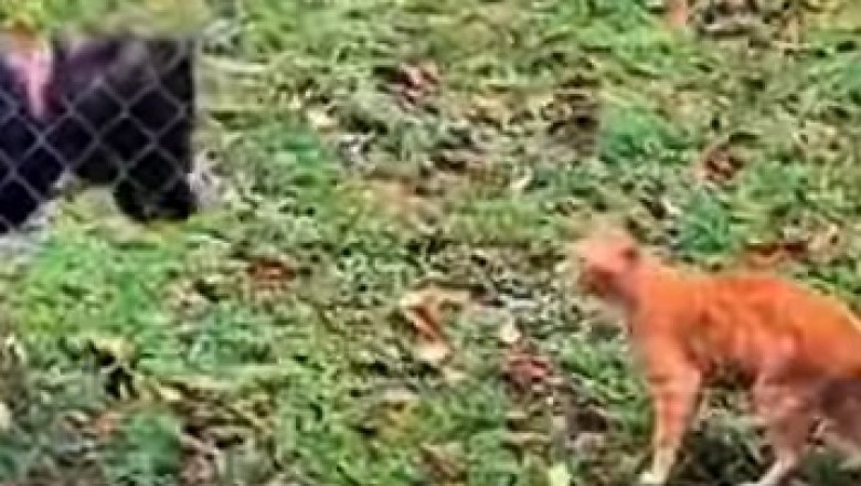 Hilarious Pet Antics! Laugh Out Loud with These Funny Furballs