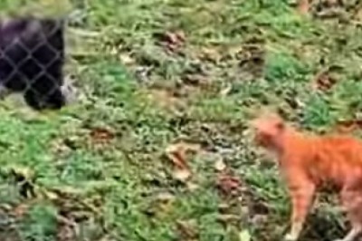 Hilarious Pet Antics! Laugh Out Loud with These Funny Furballs