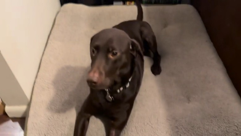 Life of Luxury: Inside a Dog's Dream House!