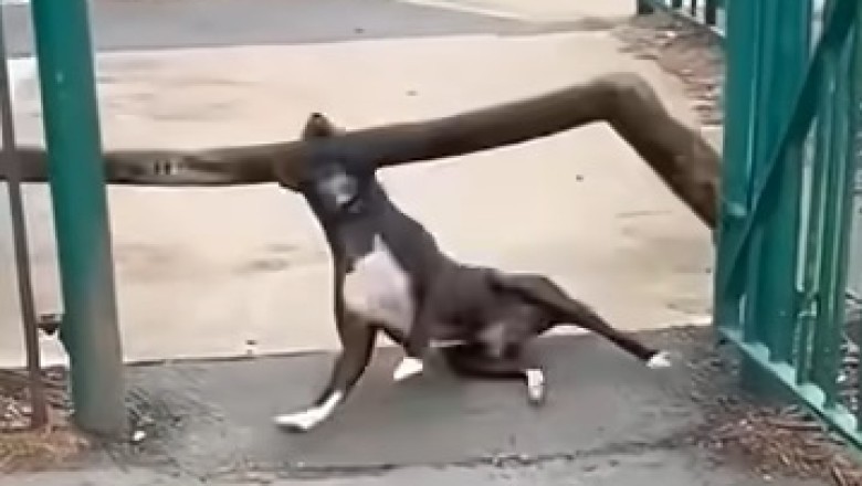 LOL Pets: Nonstop Laughs with the Funniest Animal Moments