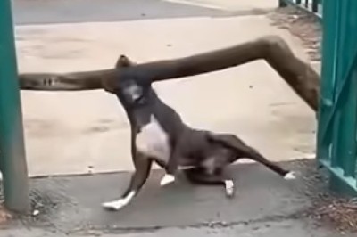 LOL Pets: Nonstop Laughs with the Funniest Animal Moments