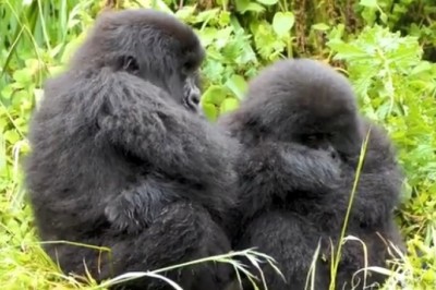 Nature's Nap Time: Watch This Gorilla Take the Ultimate Snooze!