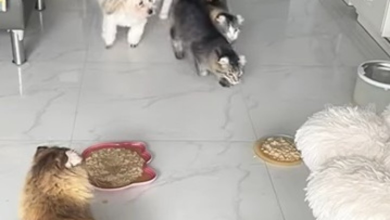 Paws, Claws, and Laughs: Epic Pet Antics!