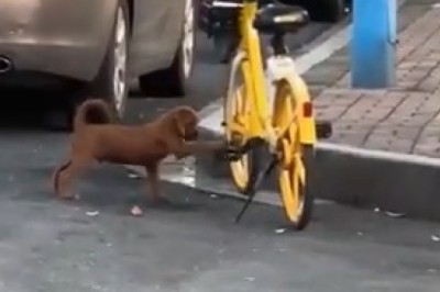 Pawsitively Hilarious: Epic Pet Fails That Will Make You LOL!