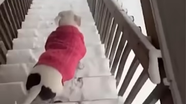 Pawsome Shenanigans! Pets Being Absolute Goofballs
