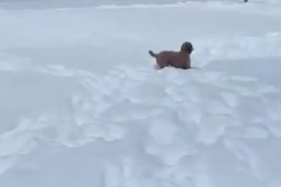 Pet Comedy Showdown: Who Wore It Better?