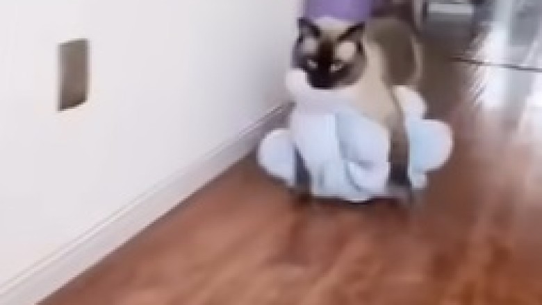 Pets Gone Wild: Hilarious Fails and Epic Adventures!