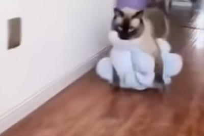 Pets Gone Wild: Hilarious Fails and Epic Adventures!