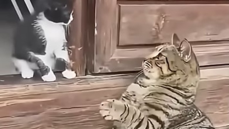 Purrfect Pair: Cat and Kitten's Adorable Antics!