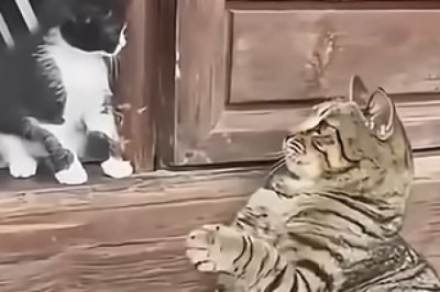 Purrfect Pair: Cat and Kitten's Adorable Antics!