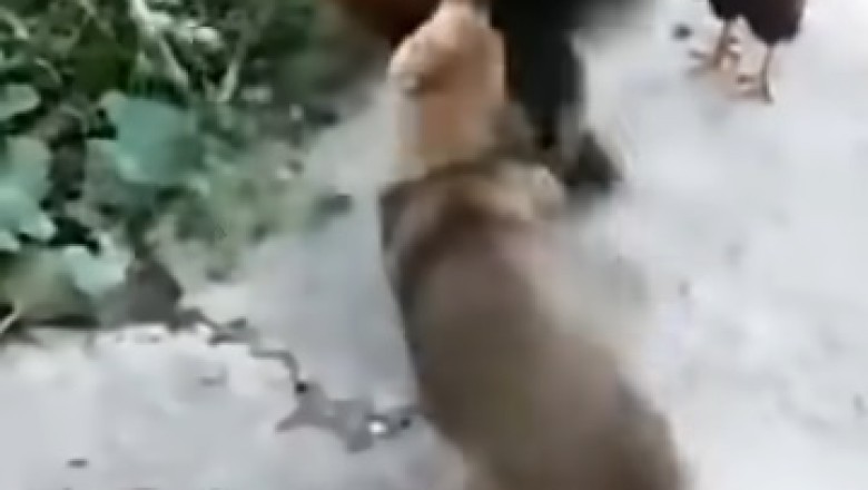 Animal Antics: The Ultimate Funny Pet Fails!