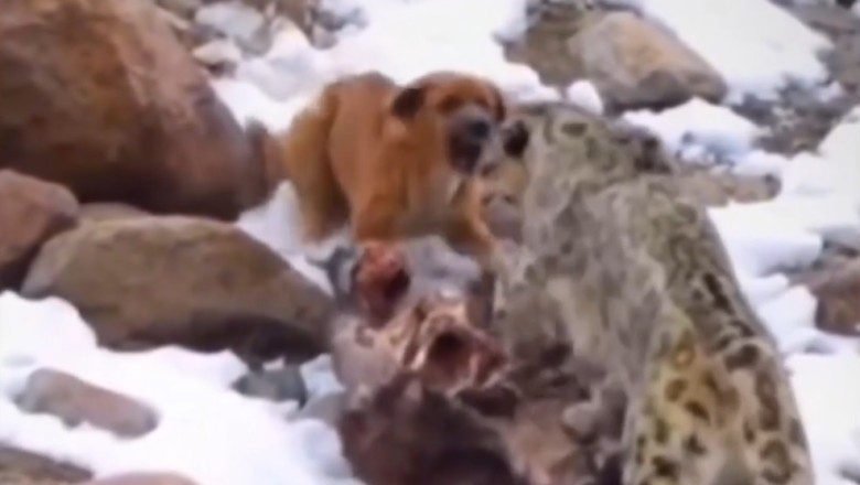 Epic Showdown: Dog vs. Tiger in the Wild! đ¶ vs. đ
| You Wonât Believe What Happens Next!