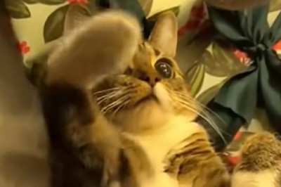 Laugh Attack: Pets Unleashed and Out of Control!