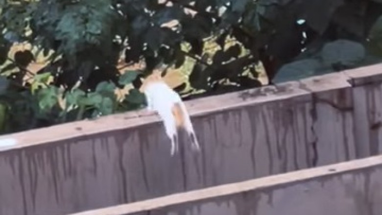 Pet Laughter Therapy: Crazy Critter Capers!