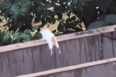 Pet Laughter Therapy: Crazy Critter Capers!