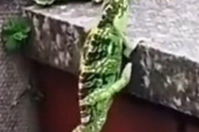 When Pets Become Comedians: Hilarious Moments That Will Make You LOL!